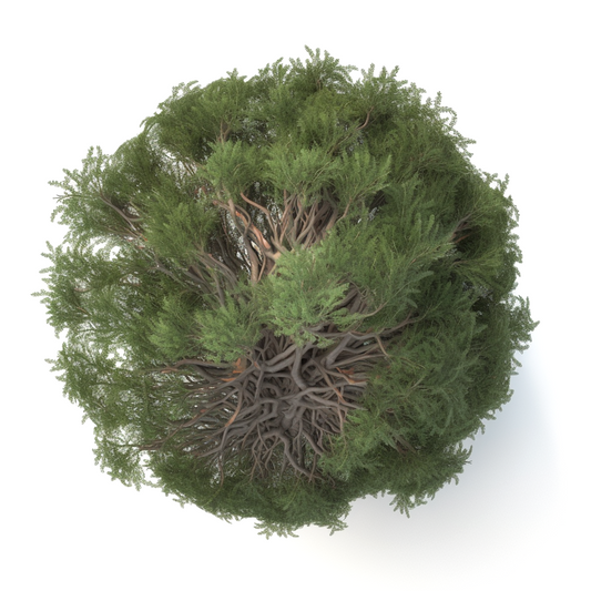 Cypress Absolute - Biolandes