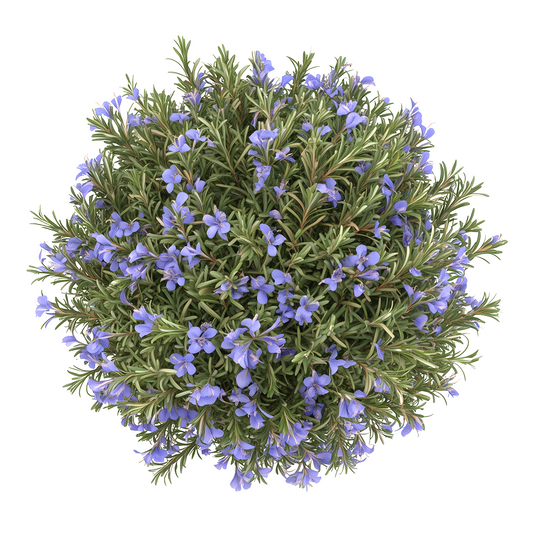 Rosemary Absolute - Biolandes