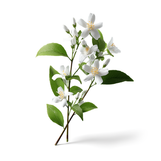 Perfumer's guide to creating jasmine note
