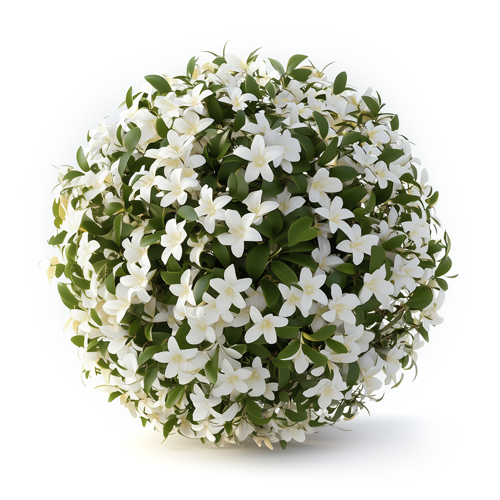 Jasmine Absolute - Biolandes