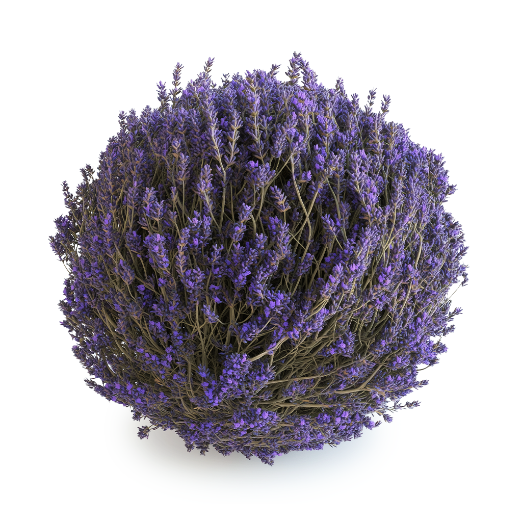 Lavender oil 40/42 Extra - Payan Bertrand