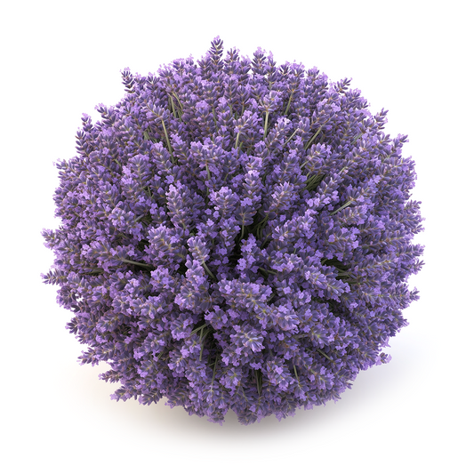 Lavender Maillette Organic Oil - Biolandes