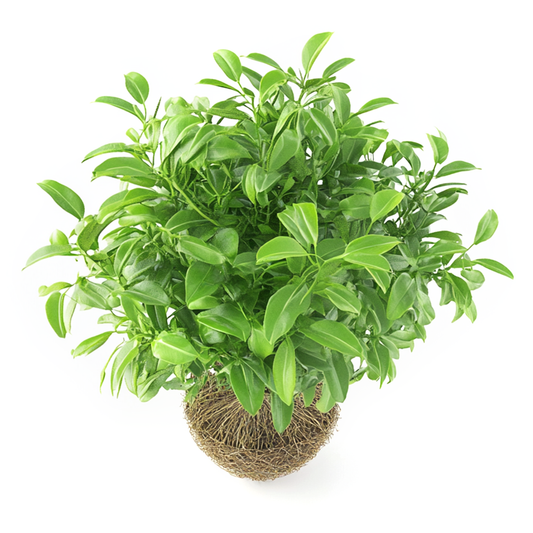 Petitgrain Bigarade Oil - Capua 1880